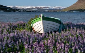 Preview wallpaper boat, lupine, flowers, lake