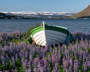 Preview wallpaper boat, lupine, flowers, lake