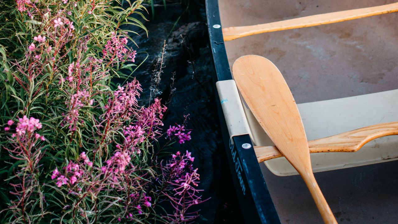 Wallpaper boat, paddle, coast, flowers, water