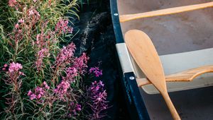 Preview wallpaper boat, paddle, coast, flowers, water