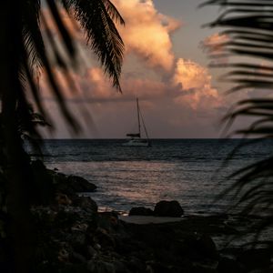 Preview wallpaper boat, sea, palm trees, branches, dusk