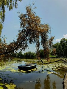 Preview wallpaper boat, trees, water-lilies, garden, sky, clouds, reflection, log, dead