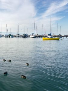 Preview wallpaper boats, masts, sea, ducks