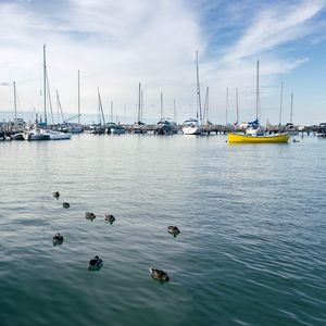 Preview wallpaper boats, masts, sea, ducks