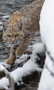 Preview wallpaper bobcat, lynx, predator, snow