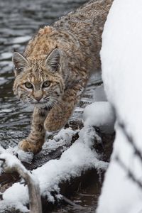 Preview wallpaper bobcat, lynx, predator, snow