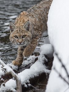 Preview wallpaper bobcat, lynx, predator, snow