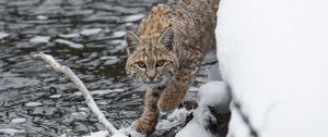 Preview wallpaper bobcat, lynx, predator, snow