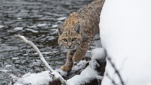 Preview wallpaper bobcat, lynx, predator, snow