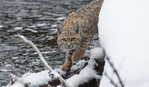 Preview wallpaper bobcat, lynx, predator, snow