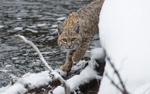 Preview wallpaper bobcat, lynx, predator, snow