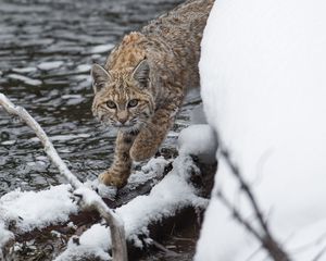 Preview wallpaper bobcat, lynx, predator, snow