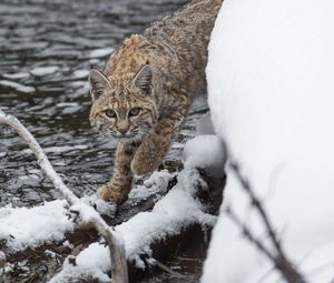 Preview wallpaper bobcat, lynx, predator, snow
