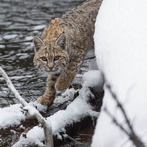 Preview wallpaper bobcat, lynx, predator, snow