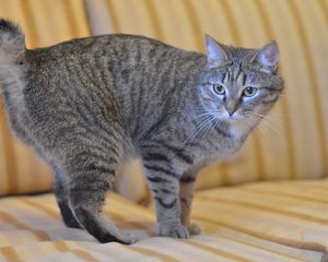 Preview wallpaper bobtail, cat, striped, sofa