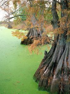 Preview wallpaper bog, trees, ooze, autumn, roots