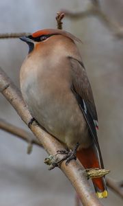 Preview wallpaper bohemian waxwing, bird, branch, wildlife