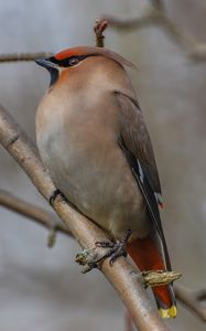 Preview wallpaper bohemian waxwing, bird, branch, wildlife