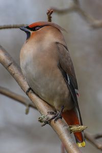 Preview wallpaper bohemian waxwing, bird, branch, wildlife