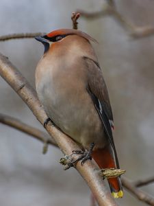 Preview wallpaper bohemian waxwing, bird, branch, wildlife