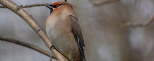 Preview wallpaper bohemian waxwing, bird, branch, wildlife