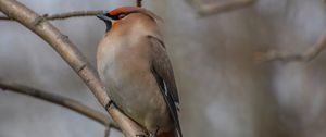 Preview wallpaper bohemian waxwing, bird, branch, wildlife