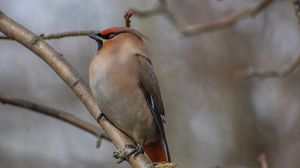 Preview wallpaper bohemian waxwing, bird, branch, wildlife