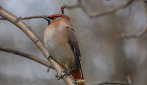 Preview wallpaper bohemian waxwing, bird, branch, wildlife