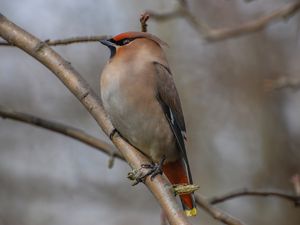 Preview wallpaper bohemian waxwing, bird, branch, wildlife