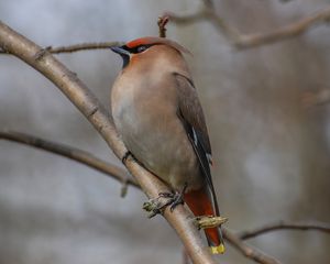 Preview wallpaper bohemian waxwing, bird, branch, wildlife