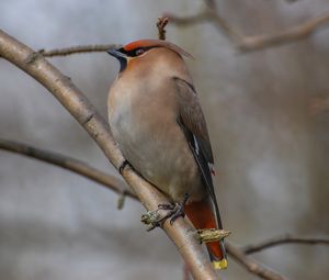 Preview wallpaper bohemian waxwing, bird, branch, wildlife