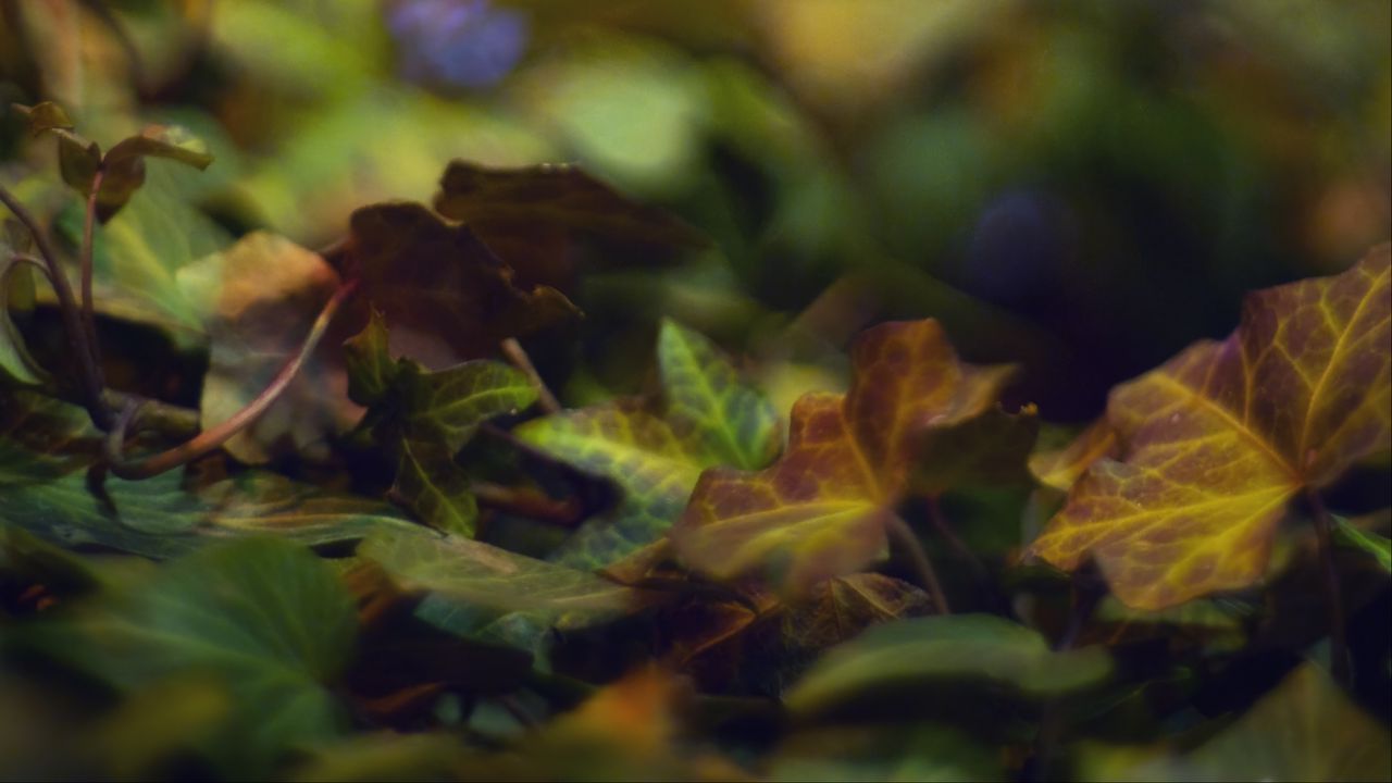 Wallpaper bokeh, leaves, lights, fallen leaves