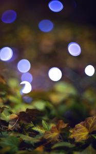 Preview wallpaper bokeh, leaves, lights, fallen leaves