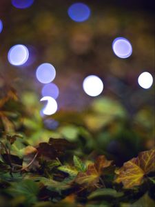 Preview wallpaper bokeh, leaves, lights, fallen leaves