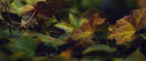 Preview wallpaper bokeh, leaves, lights, fallen leaves