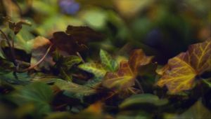 Preview wallpaper bokeh, leaves, lights, fallen leaves