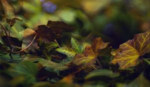 Preview wallpaper bokeh, leaves, lights, fallen leaves