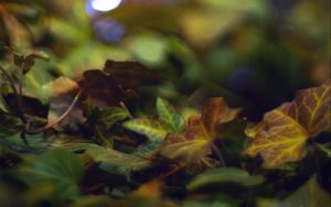 Preview wallpaper bokeh, leaves, lights, fallen leaves