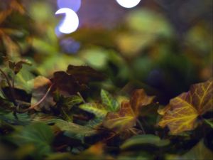 Preview wallpaper bokeh, leaves, lights, fallen leaves