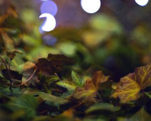 Preview wallpaper bokeh, leaves, lights, fallen leaves