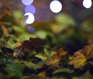 Preview wallpaper bokeh, leaves, lights, fallen leaves