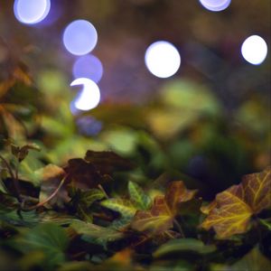 Preview wallpaper bokeh, leaves, lights, fallen leaves