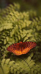 Preview wallpaper boloria euphrosyne, butterfly, insect, macro, closeup