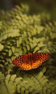 Preview wallpaper boloria euphrosyne, butterfly, insect, macro, closeup