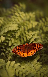 Preview wallpaper boloria euphrosyne, butterfly, insect, macro, closeup