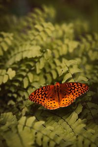 Preview wallpaper boloria euphrosyne, butterfly, insect, macro, closeup