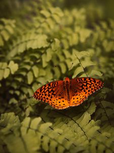 Preview wallpaper boloria euphrosyne, butterfly, insect, macro, closeup