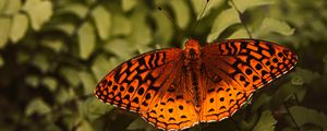 Preview wallpaper boloria euphrosyne, butterfly, insect, macro, closeup