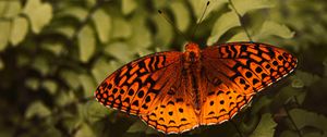 Preview wallpaper boloria euphrosyne, butterfly, insect, macro, closeup