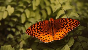 Preview wallpaper boloria euphrosyne, butterfly, insect, macro, closeup